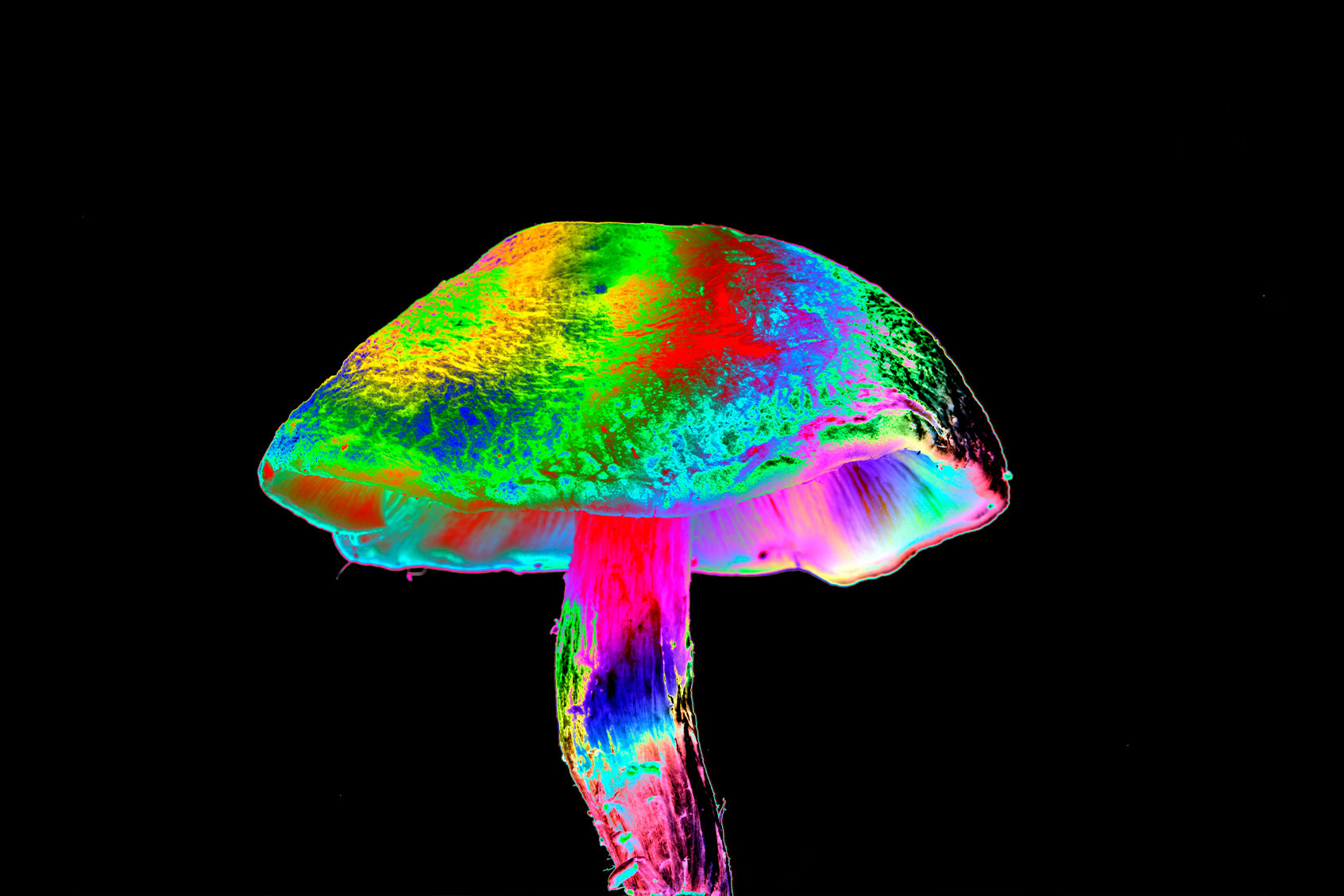 Magic Mushroom (Getty Images/VICTOR de SCHWANBERG/SCIENCE PHOTO LIBRARY)