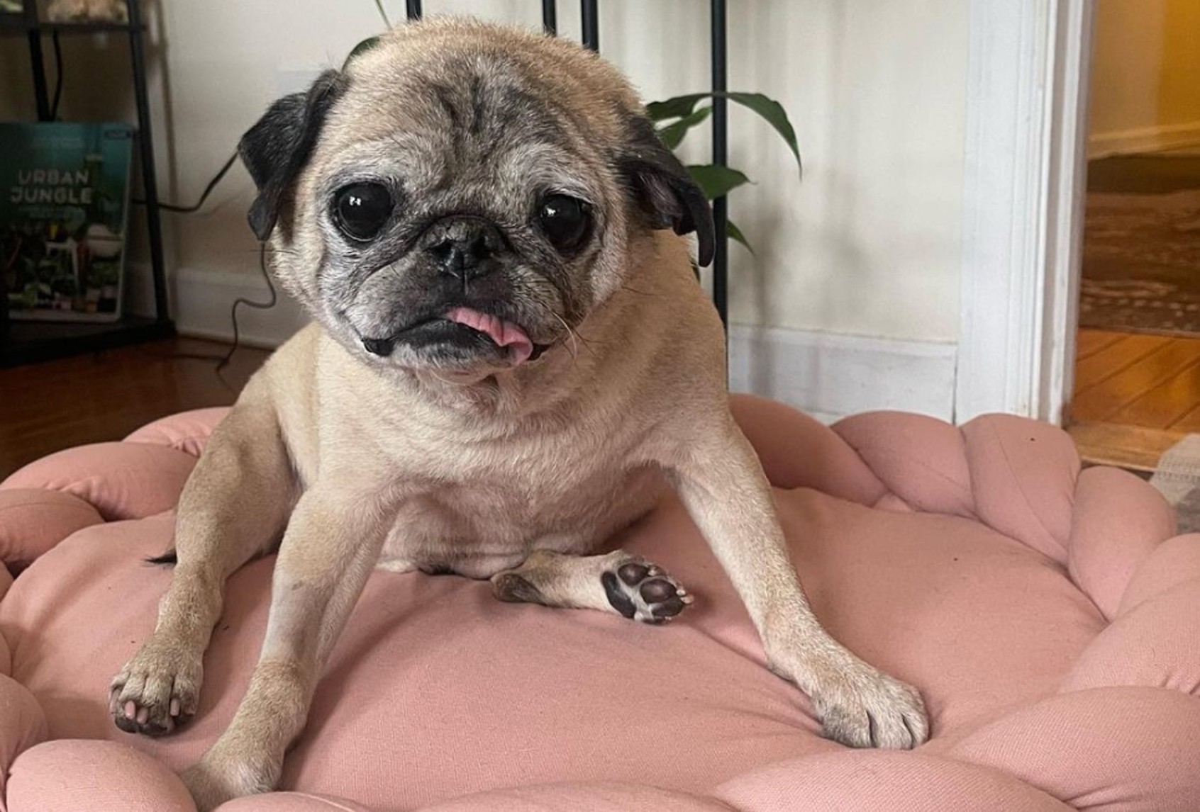 Noodle the Pug (Courtesy of Instagram/@jongraz/@showmenoodz)