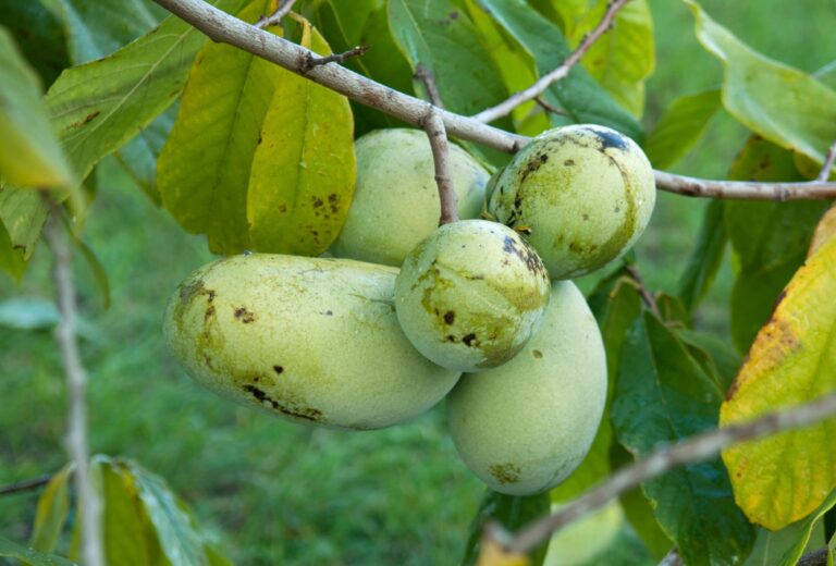 Asimina triloba (AKA pawpaws) (Hans-Roland Mueller/McPhoto/ullstein bild via Getty Images)