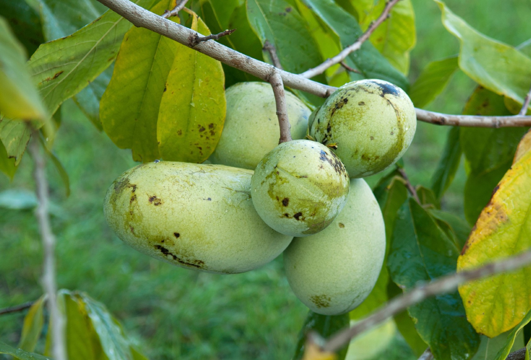 Asimina triloba (AKA pawpaws) (Hans-Roland Mueller/McPhoto/ullstein bild via Getty Images)
