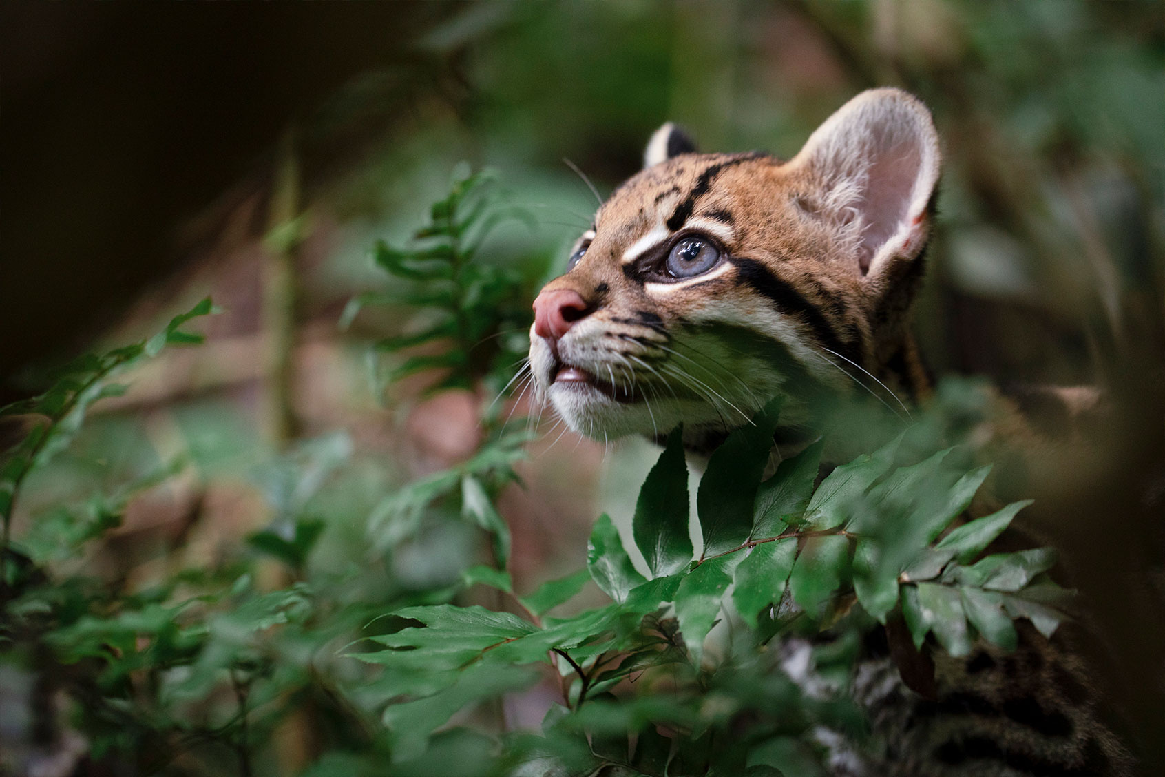 Wildcat (Courtesy of Amazon)
