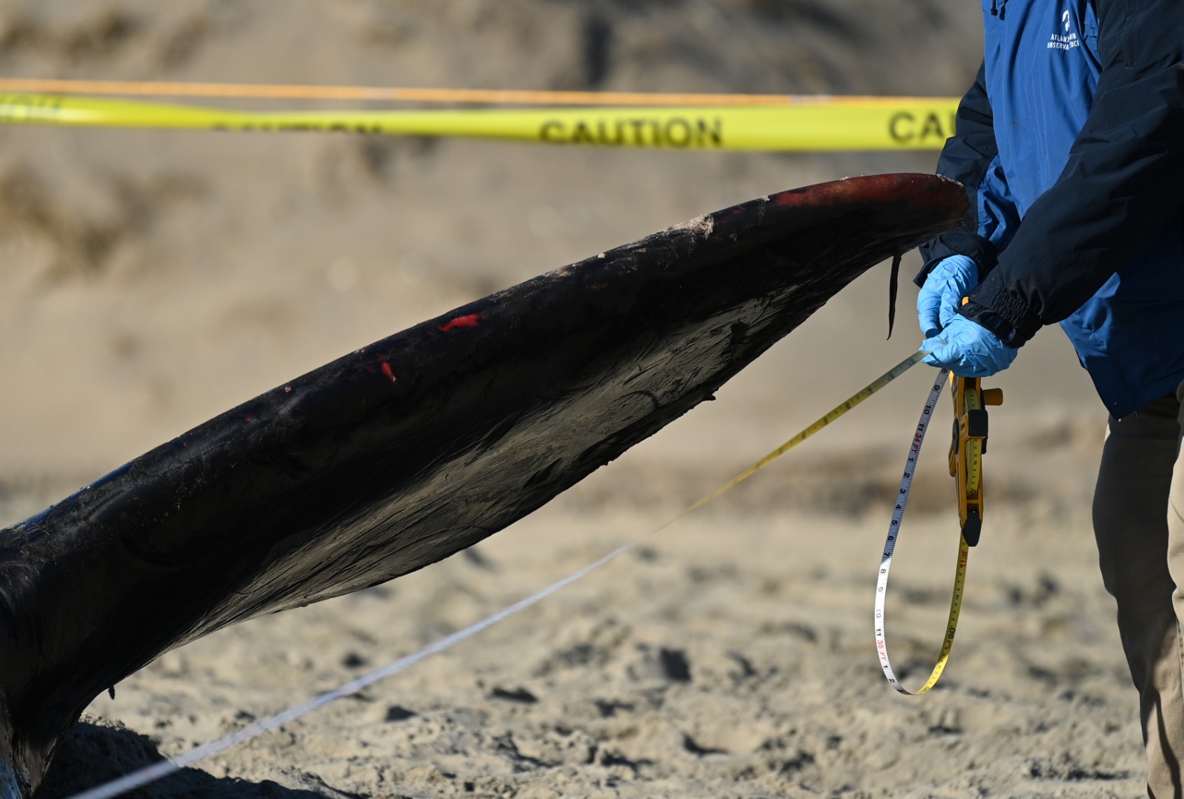 Officials examine a dead beached whale on Rockaway beach on December 13, 2022 in the Queens borough of New York City. (Bryan Bedder/Getty Images)