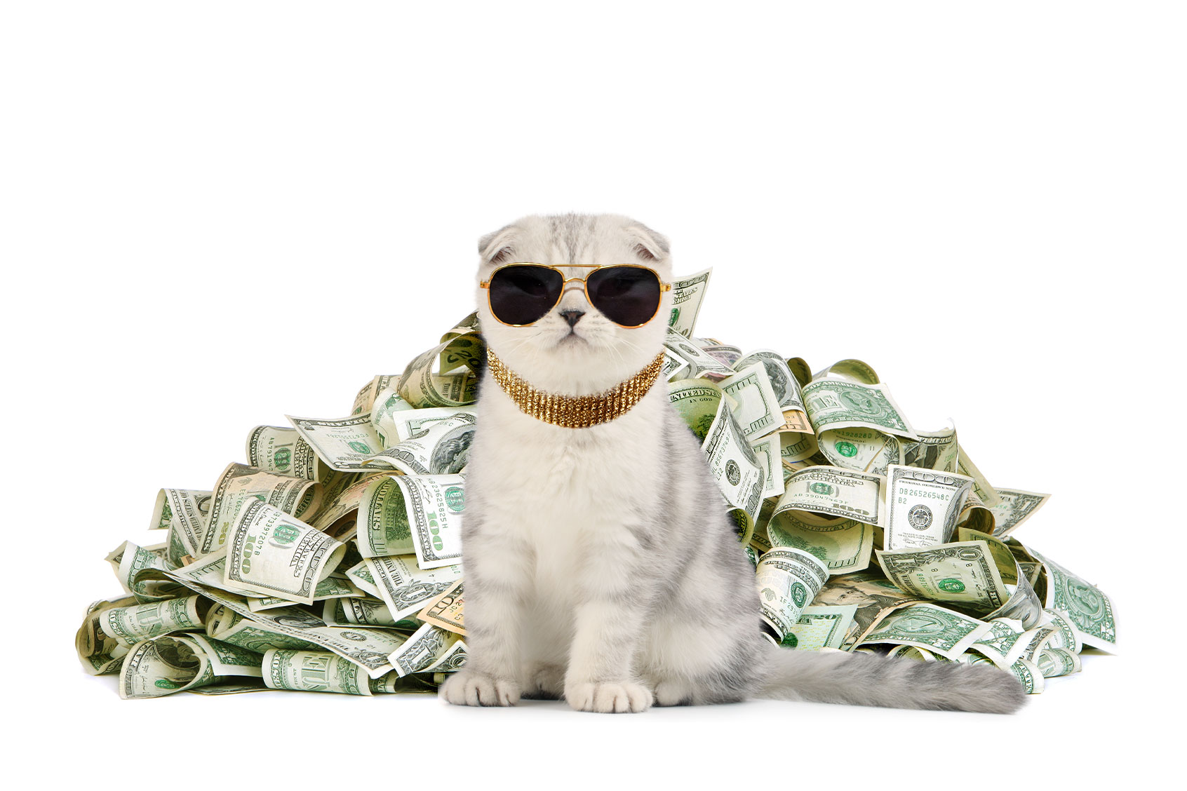 Rich Scottish Fold (Photo illustration by Salon/Getty Images)