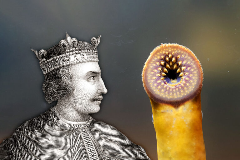 King Henry I and a Lamprey (Photo illustration by Salon/Getty Images)