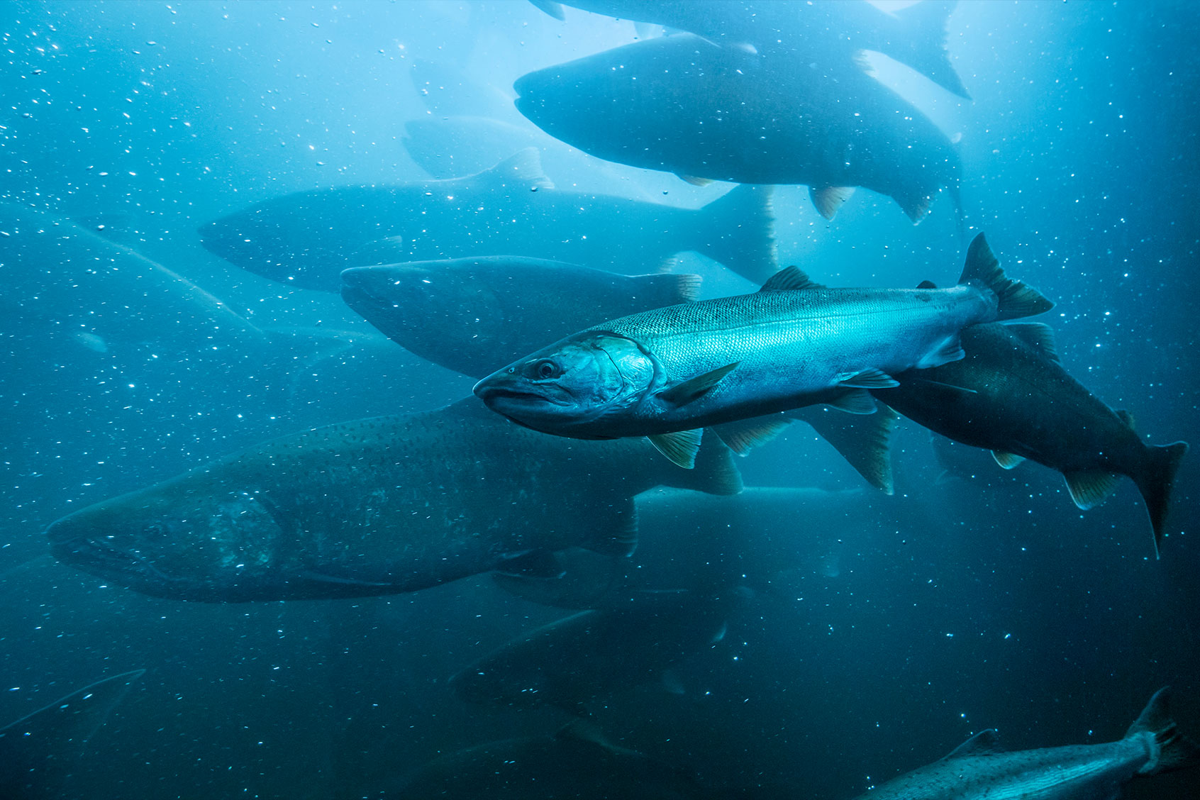 Wild salmon migrating upstream in the Columbia River, Oregon. (Getty Images/DaveAlan)