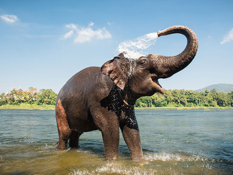Asian Elephant