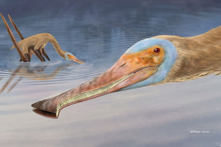 Artist’s impression of Balaenognathus maeuseri (Artwork by Megan Jacobs)