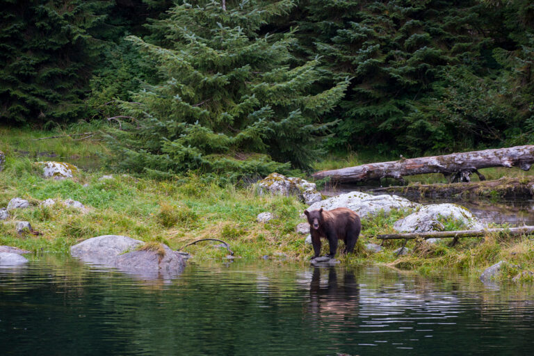 Brown bear on Baranof Island, Tongass National Forest, Southeast Alaska, USA. (Wolfgang Kaehler/LightRocket via Getty Images)