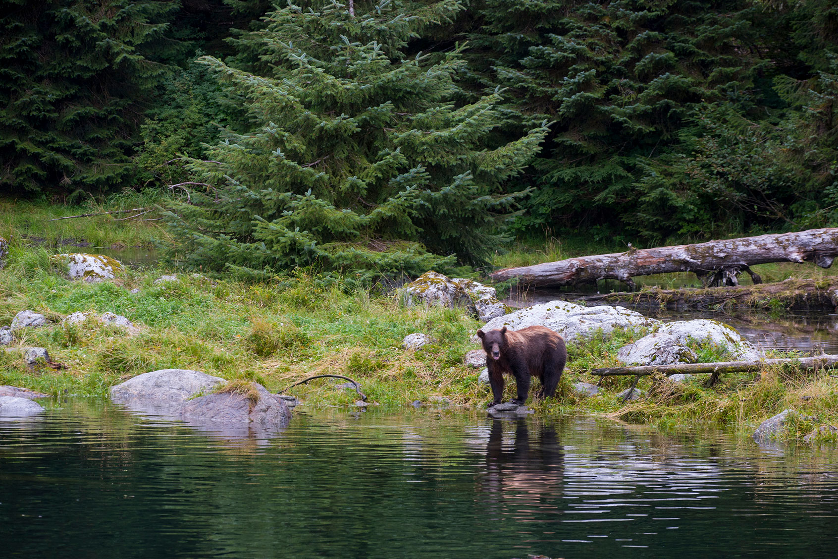 Brown bear on Baranof Island, Tongass National Forest, Southeast Alaska, USA. (Wolfgang Kaehler/LightRocket via Getty Images)
