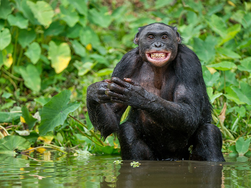 Bonobo