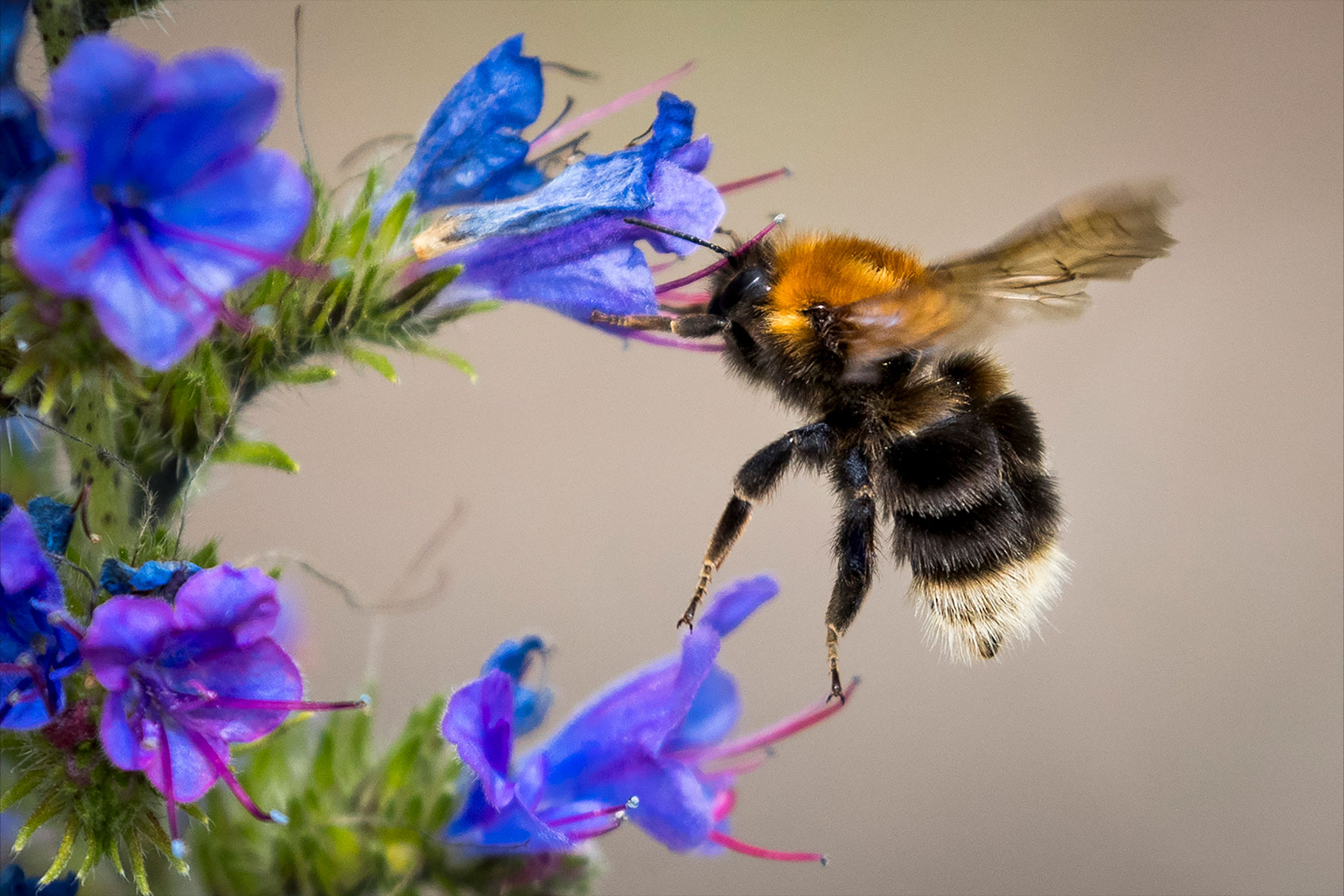 A bumblebee lands on a Stonecrop flower (ODD ANDERSEN/AFP via Getty Images)
