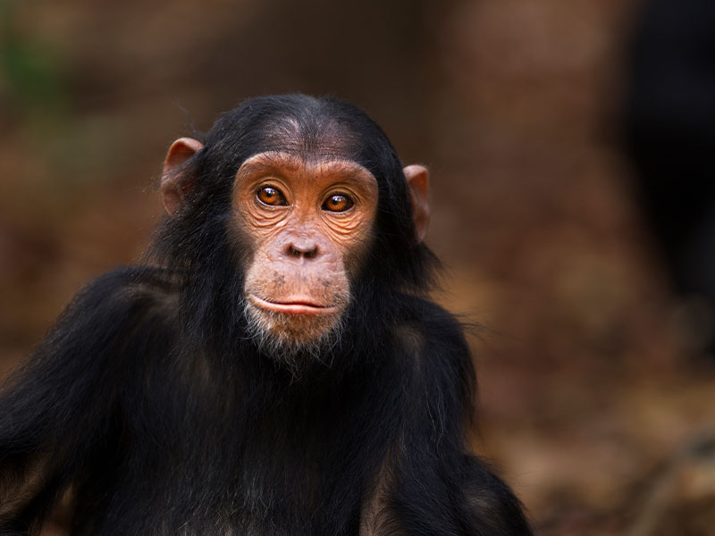 Chimpanzee