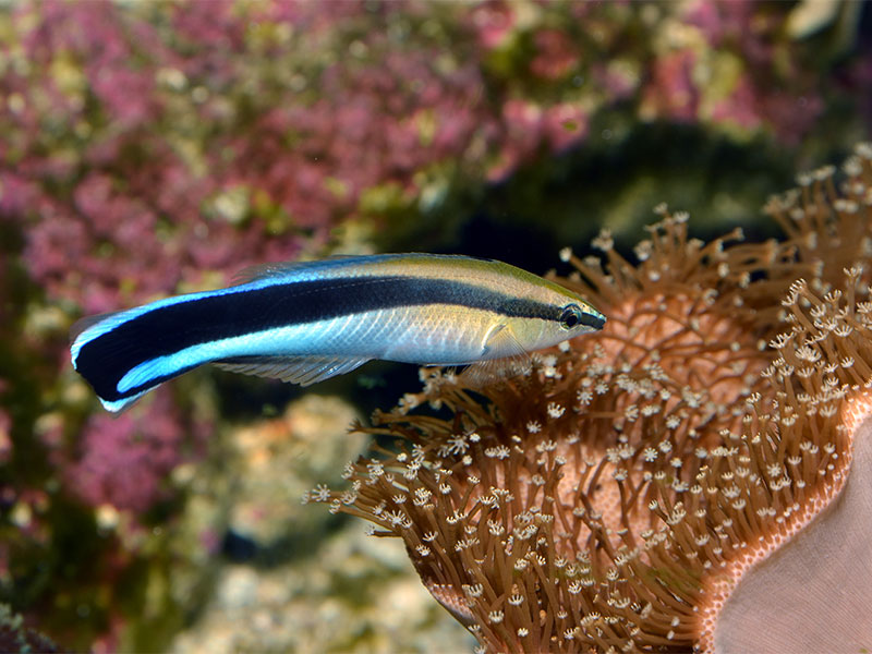 Cleaner Wrasse