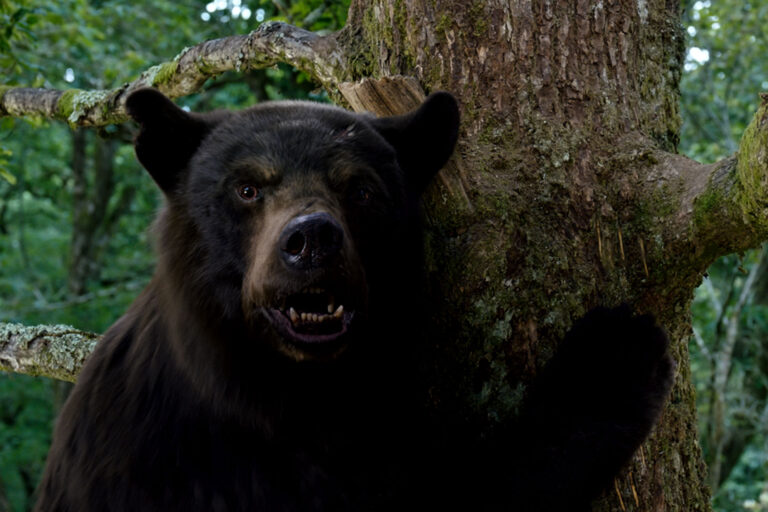 Cocaine Bear (Universal Pictures)