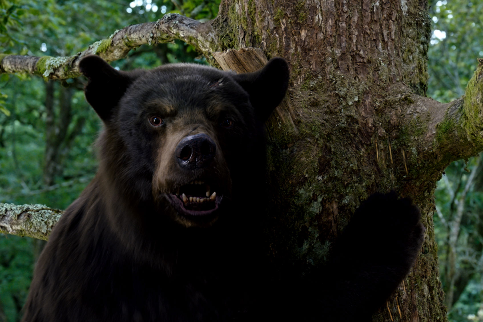 Cocaine Bear (Universal Pictures)