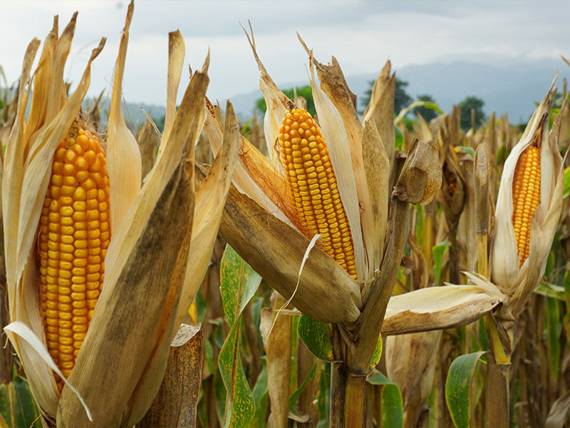 Corn