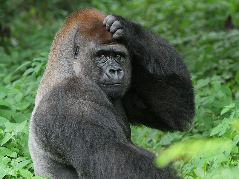 Gorilla