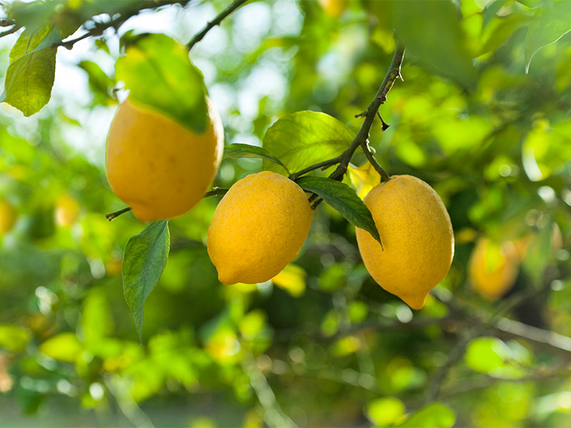 Lemon Fruit (Getty Images/Brzozowska)