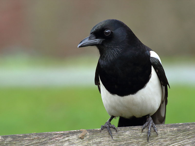 Magpie