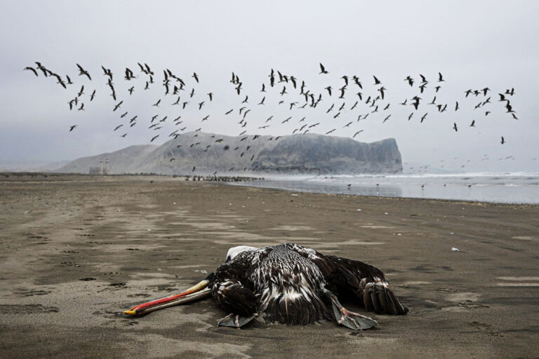 A pelican suspected to have died from H5N1 avian influenza is seen on a beach in Lima, on December 1, 2022. (ERNESTO BENAVIDES/AFP via Getty Images)