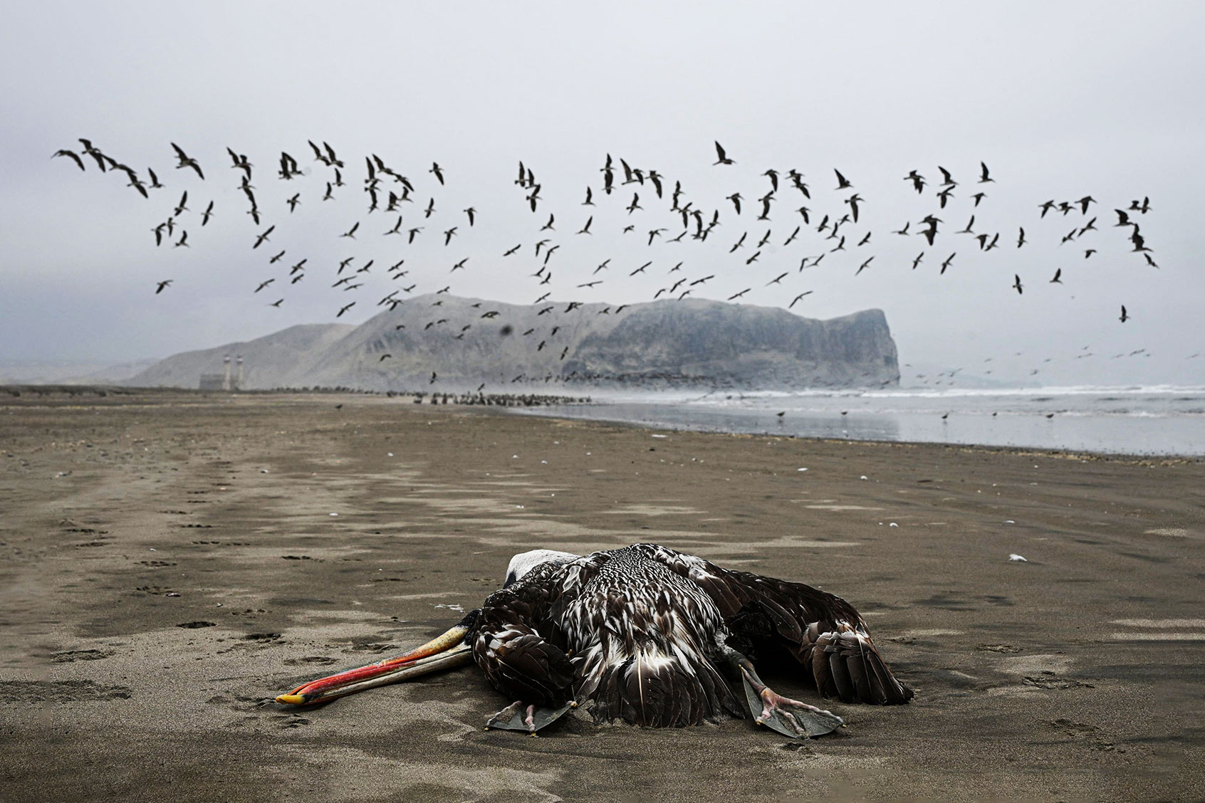 A pelican suspected to have died from H5N1 avian influenza is seen on a beach in Lima, on December 1, 2022. (ERNESTO BENAVIDES/AFP via Getty Images)
