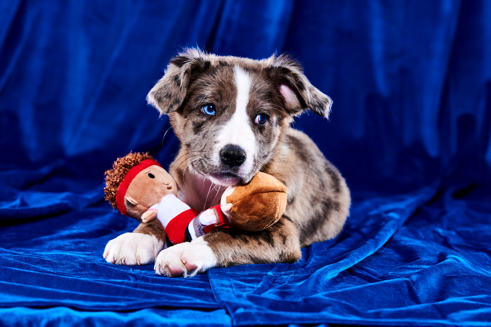 Puppy Bowl (Elias Weiss Friedman / Animal Planet)