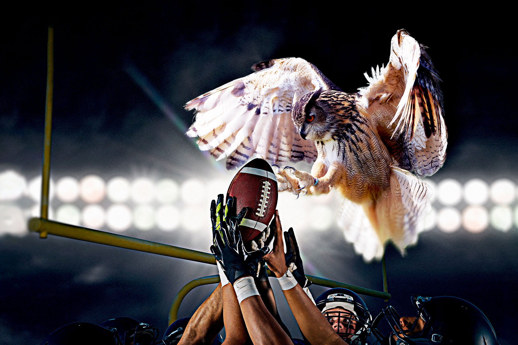 Superb Owl (Photo illustration by Salon/Getty Images)