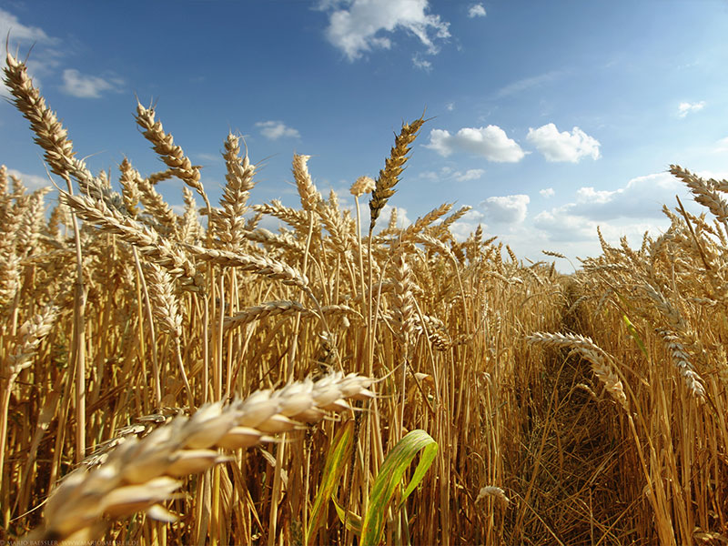 Wheat