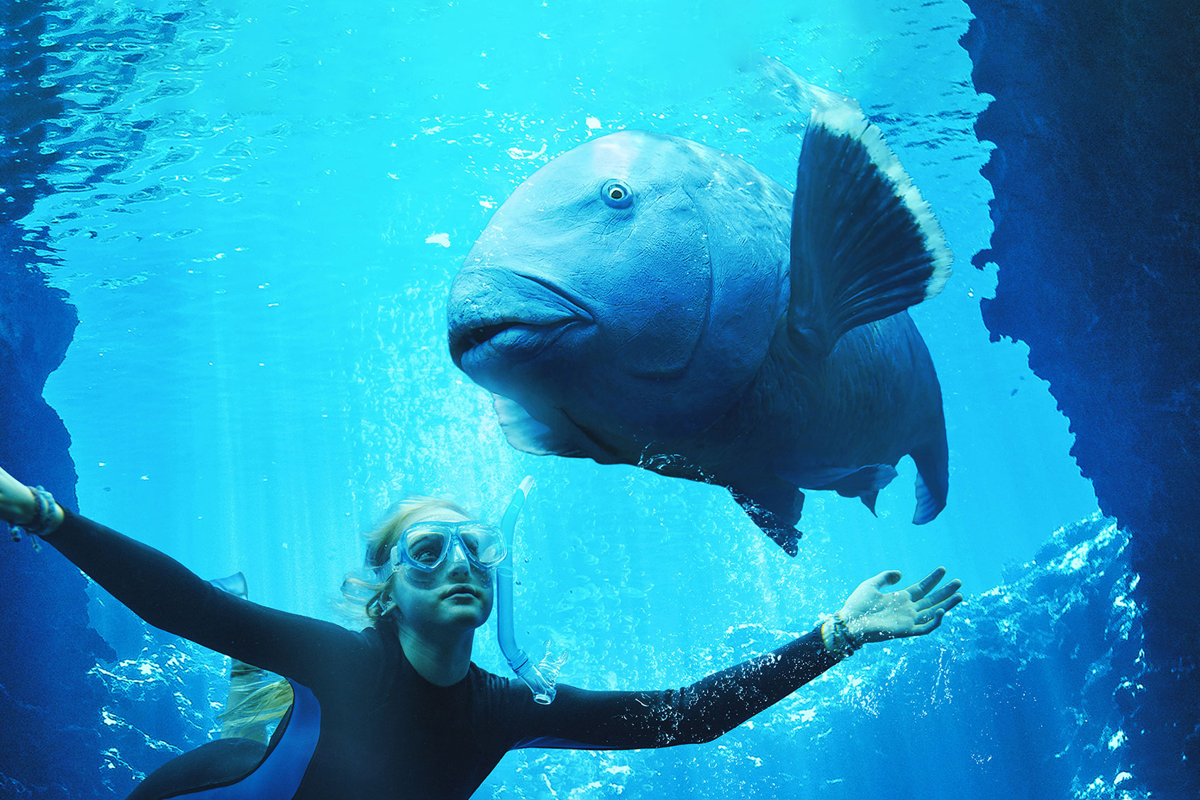 Blueback (Quiver Distribution)