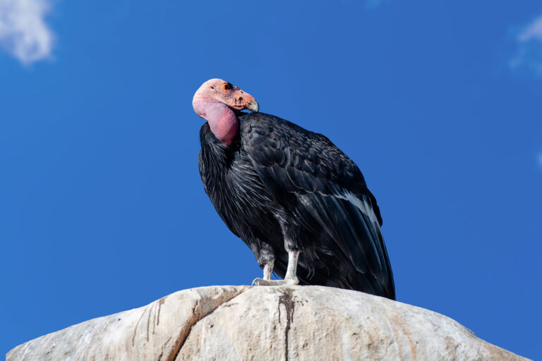 The California Condor is the largest bird in North America. They are endangered species. (Getty Images/Weili Li)