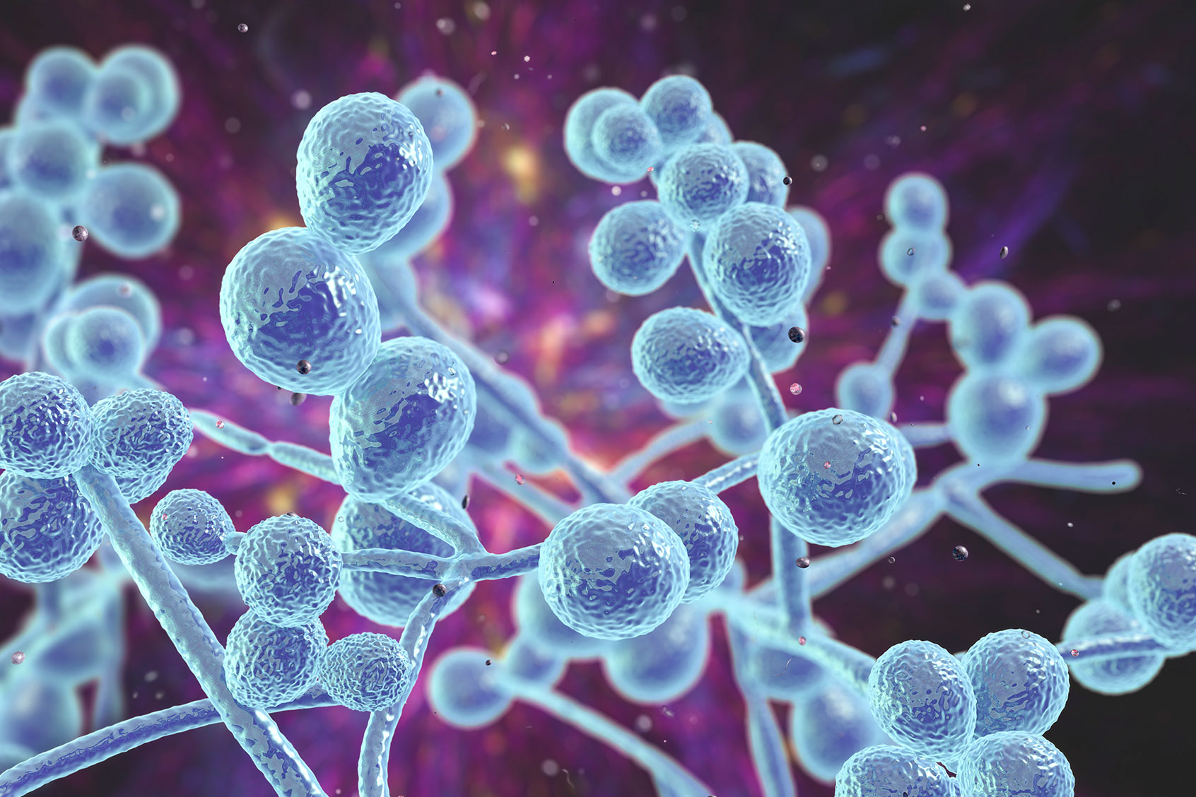Computer illustration of Candida fungi (yeast). The most common representatives of Candida fungi are C. albicans and C. auris with similar morphology. (Getty Images/	KATERYNA KON/SCIENCE PHOTO LIBRARY)
