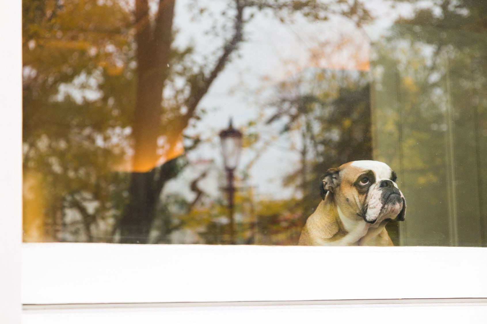 Dog looking out the window (Getty Images/spooh)
