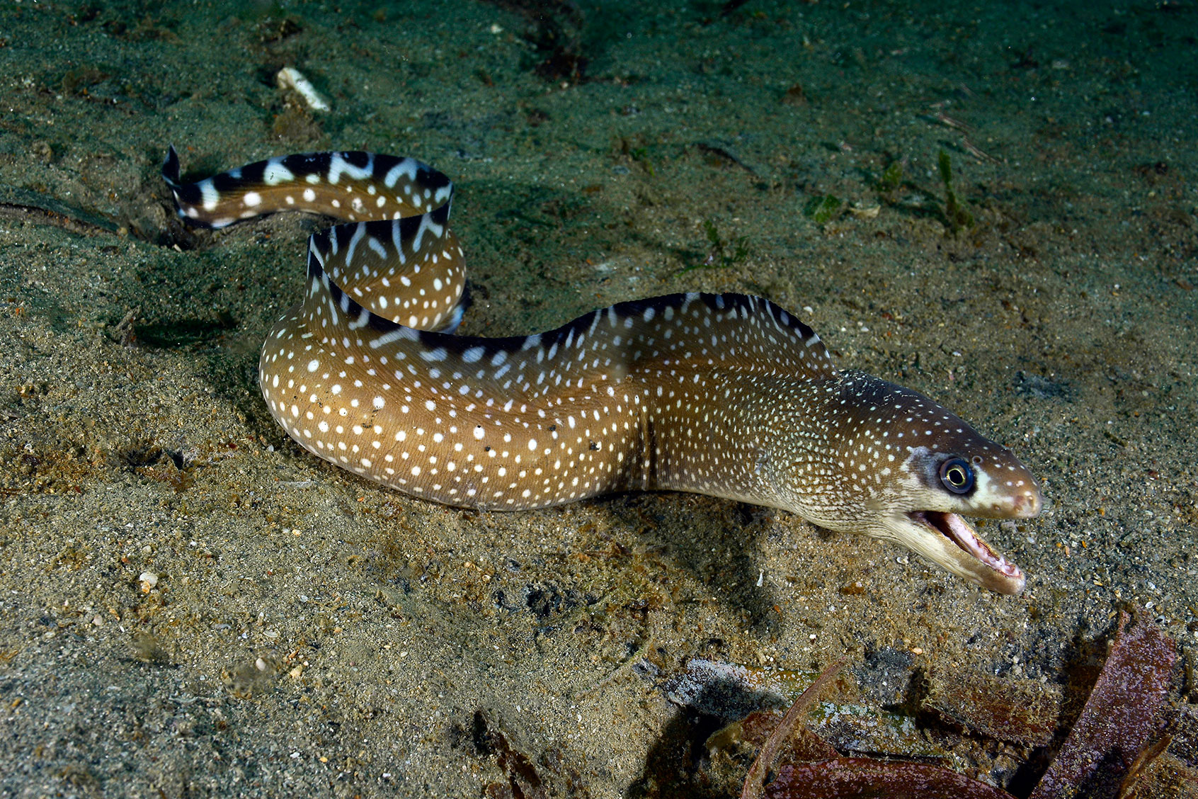 Honeycomp Moray 845582734 (Getty Images/Humberto Ramirez)