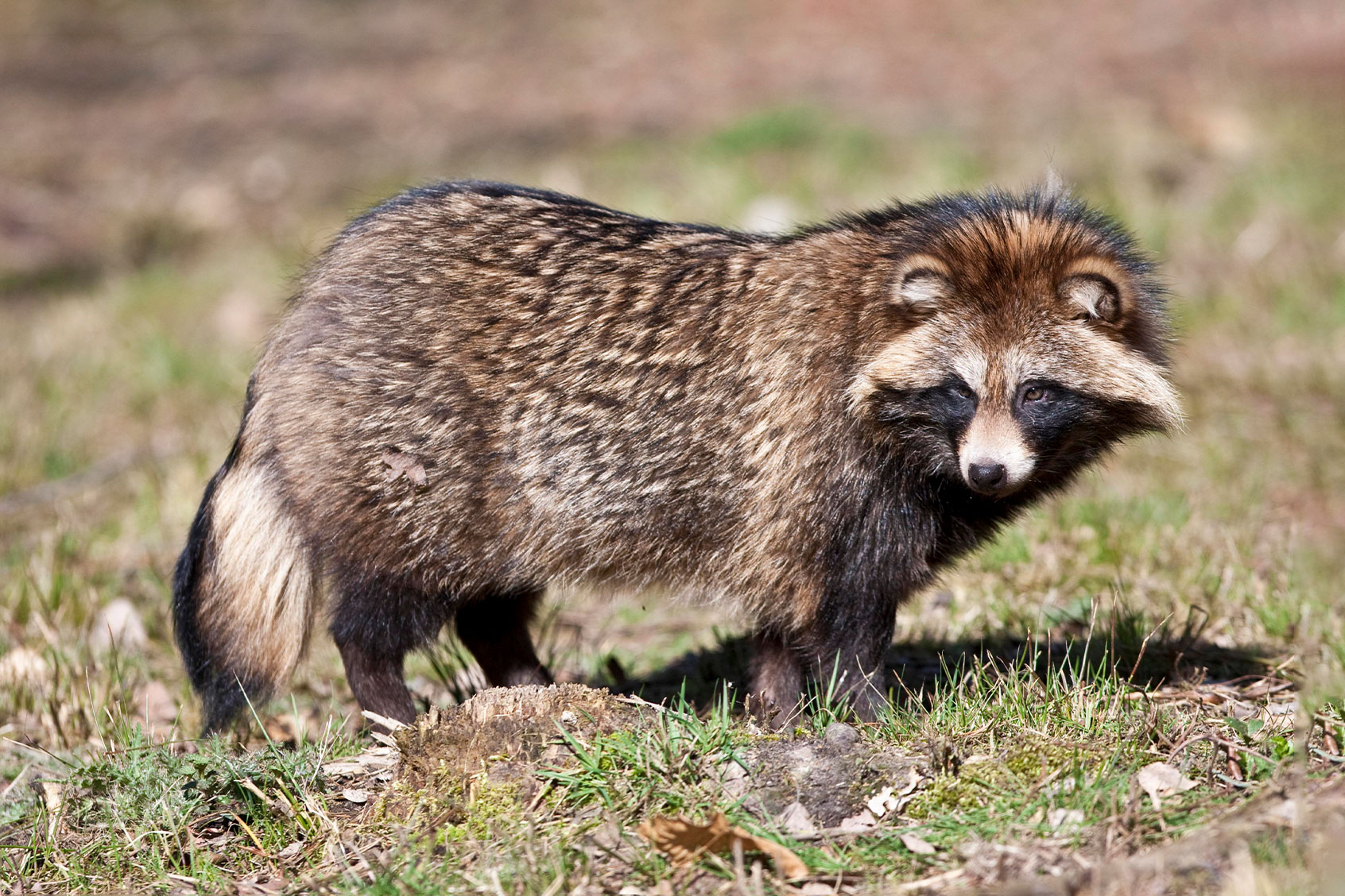 Raccoon Dog (Nyctereutes procyonoides) (Getty Images/Martin Moxter)