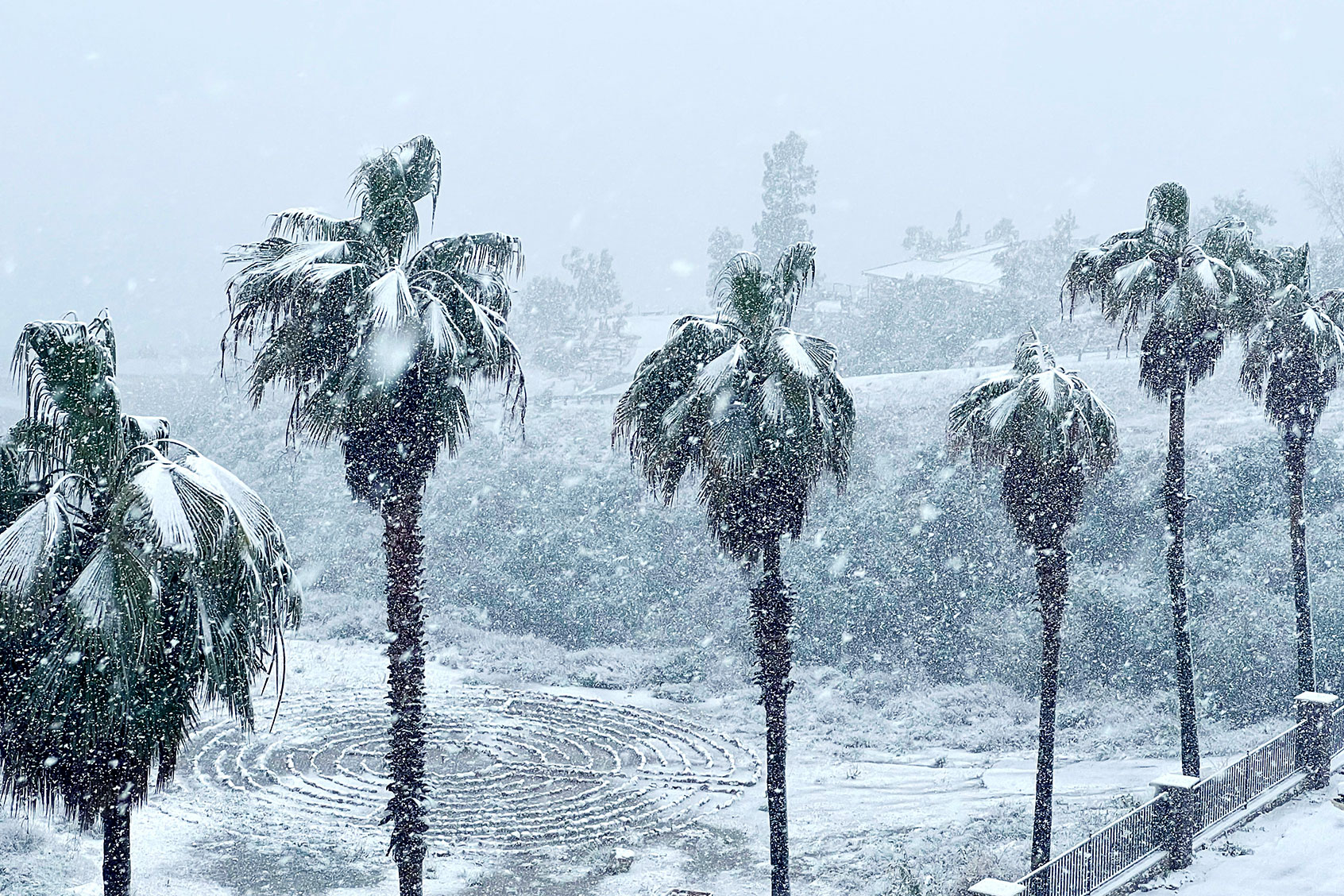 Heavy snow covers a line of palm trees near a home in Rancho Cucamonga, California, on February 25, 2023. (JOSH EDELSON/AFP via Getty Images)