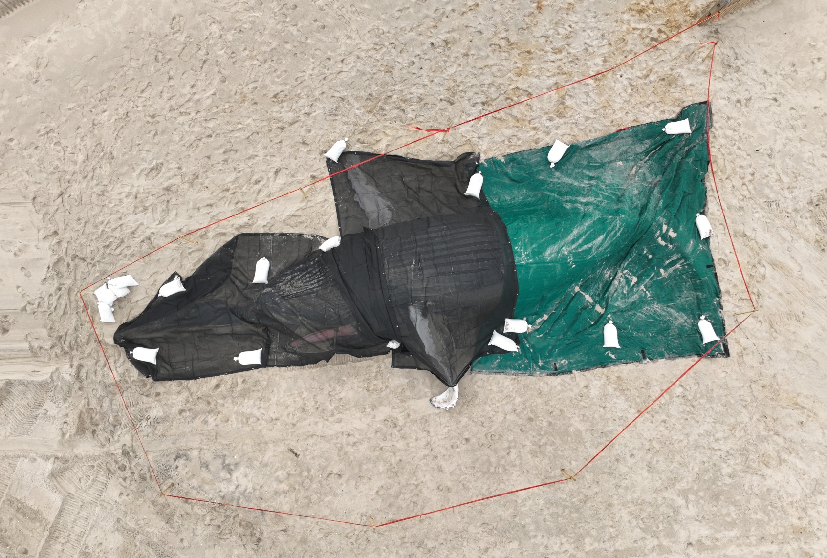 The body of a humpback whale that had been floating off Seaside Park has washed ashore Wednesday night in New Jersey on March 02, 2023. (Lokman Vural Elibol/Anadolu Agency via Getty Images)
