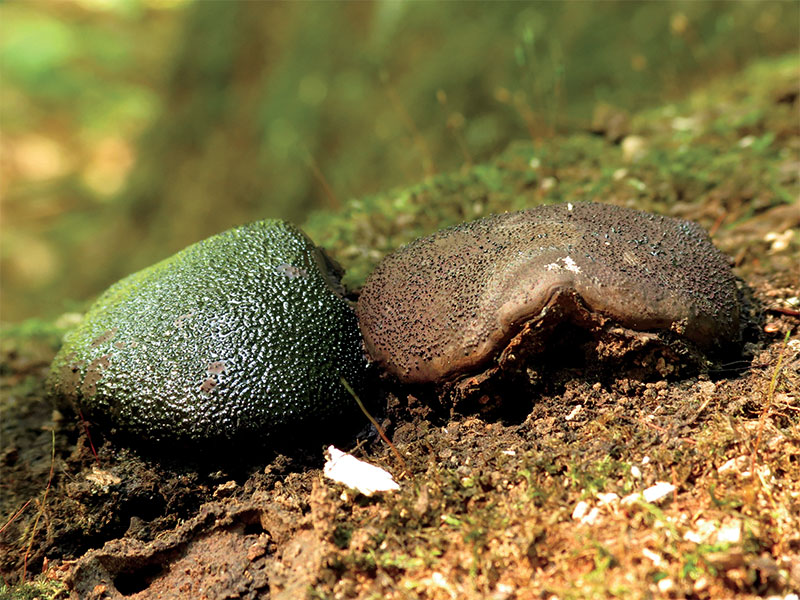 Camarops petersii (Dog's Nose)