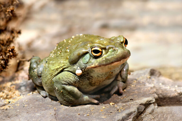 Colorado River Toad (Getty Images/Mirko_Rosenau)