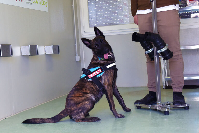 Anti-Covid dogs in the room where they smell the swabs trained by professionals in the fields of safety & security to recognise the presence of Covid-19 in the sweat of patients at the Drive-in Campus test at the Policlinico Universitario Campus Bio-Medico, on March 29, 2021 in Rome, Italy. (Simona Granati - Corbis/Corbis via Getty Images)