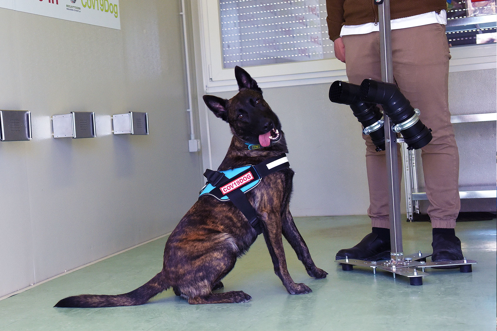Anti-Covid dogs in the room where they smell the swabs trained by professionals in the fields of safety & security to recognise the presence of Covid-19 in the sweat of patients at the Drive-in Campus test at the Policlinico Universitario Campus Bio-Medico, on March 29, 2021 in Rome, Italy. (Simona Granati - Corbis/Corbis via Getty Images)