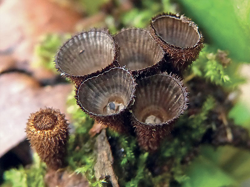 Fluted Bird's Nest