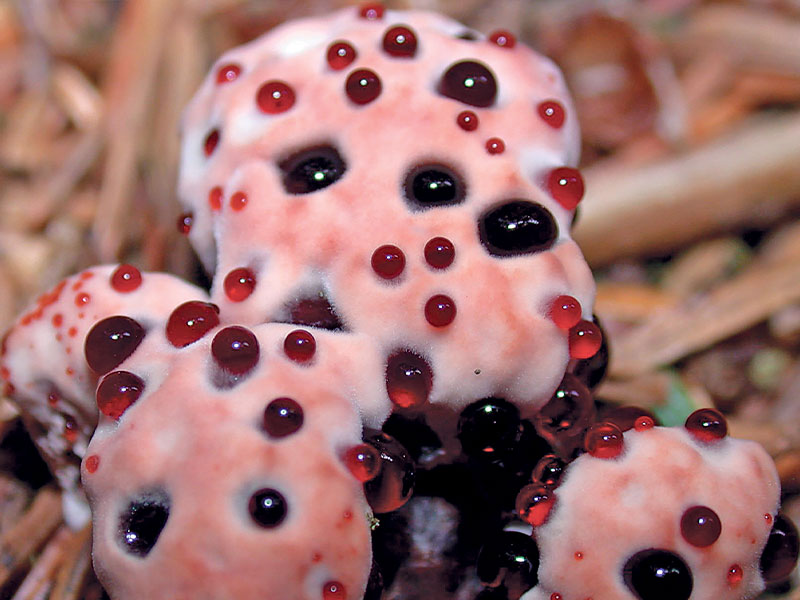 Hydnellum peckii (Bleeding Tooth)