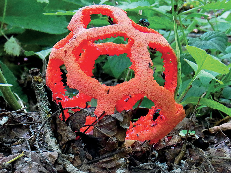 Red Basket Stinkhorn
