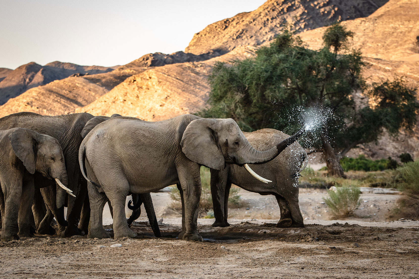 An adult elephant sprays water from its trunk after taking a drink in a watering hole. (National Geographic for Disney/Robbie Labanowski)