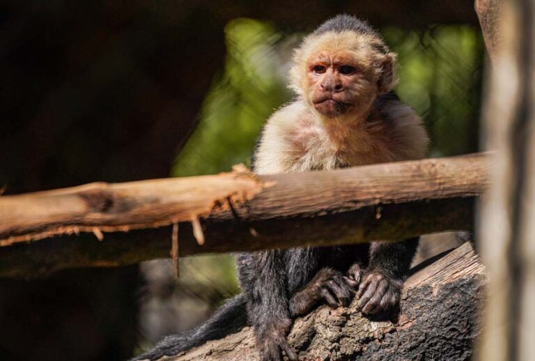 A Capuchin monkey rests on a tree branch in the Aurora Zoo in Guatemala. (Camilo Freedman/SOPA Images/LightRocket via Getty Images)