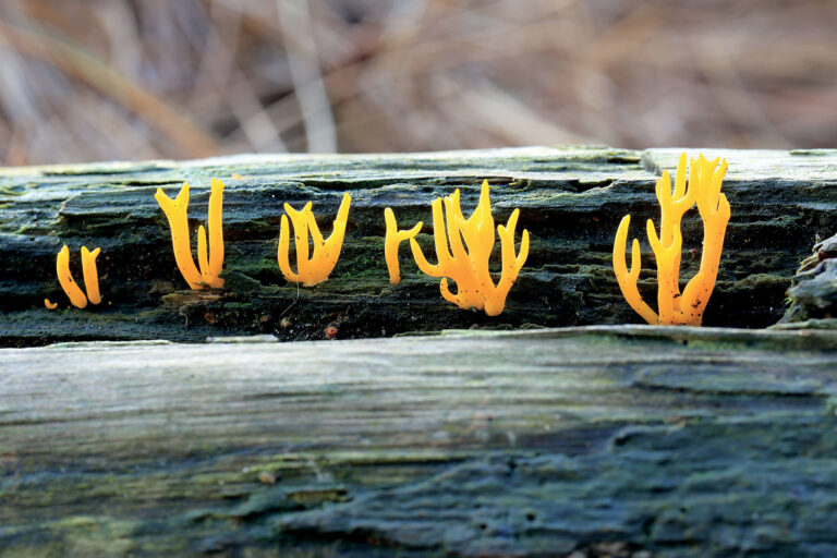 Staghorn Jelly (Stu's Images)