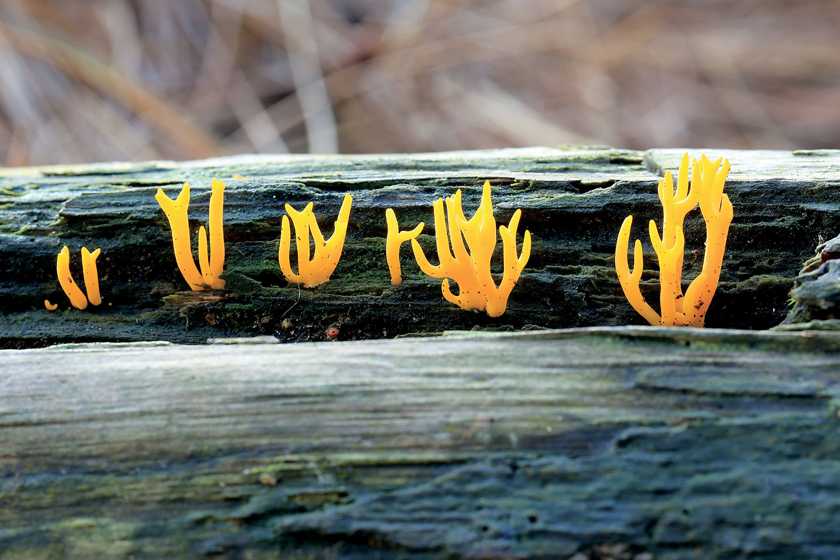 Staghorn Jelly (Stu's Images)