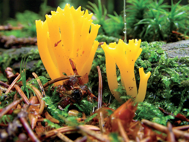 Staghorn Jelly
