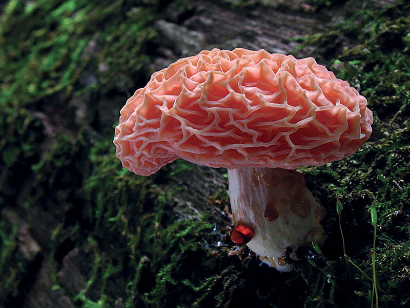 Wrinkled Peach