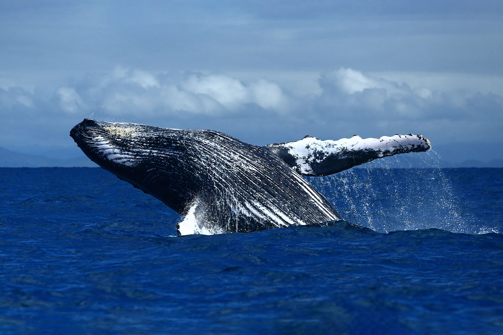 Jumping humpback whale (Getty Images/Mi. Sha)